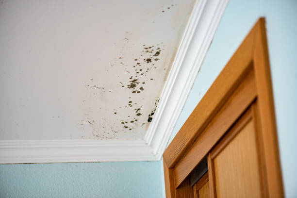 Trusted Mount Vernon, MO Mold Remediation Experts