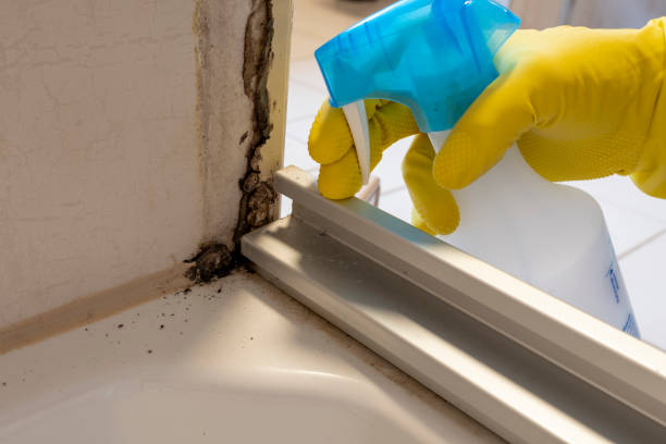 Best White Mold Remediation in Unt Vernon, MO