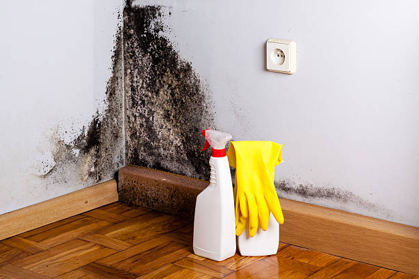 Best Residential Mold Remediation in Unt Vernon, MO