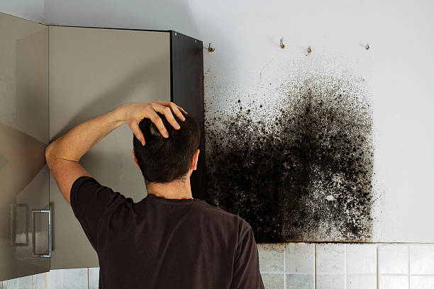 Best DIY Mold Remediation Support Services in Unt Vernon, MO