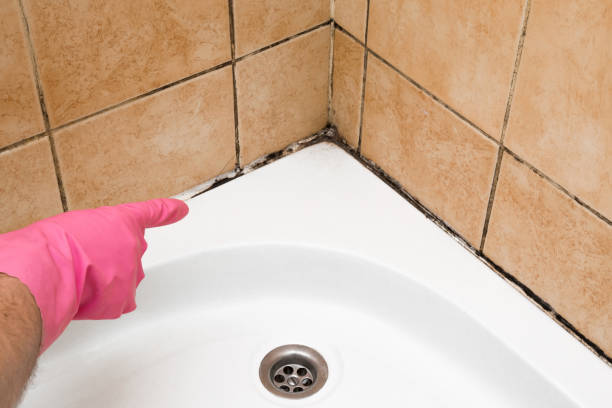 Best Post-Flood Mold Remediation in Unt Vernon, MO